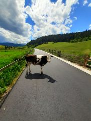 Krowa na szlaku historyczno-kulturowo-przyrodniczym wokół Tatr